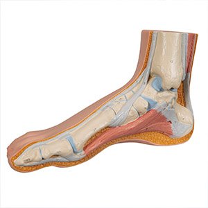foot_ankle_condition